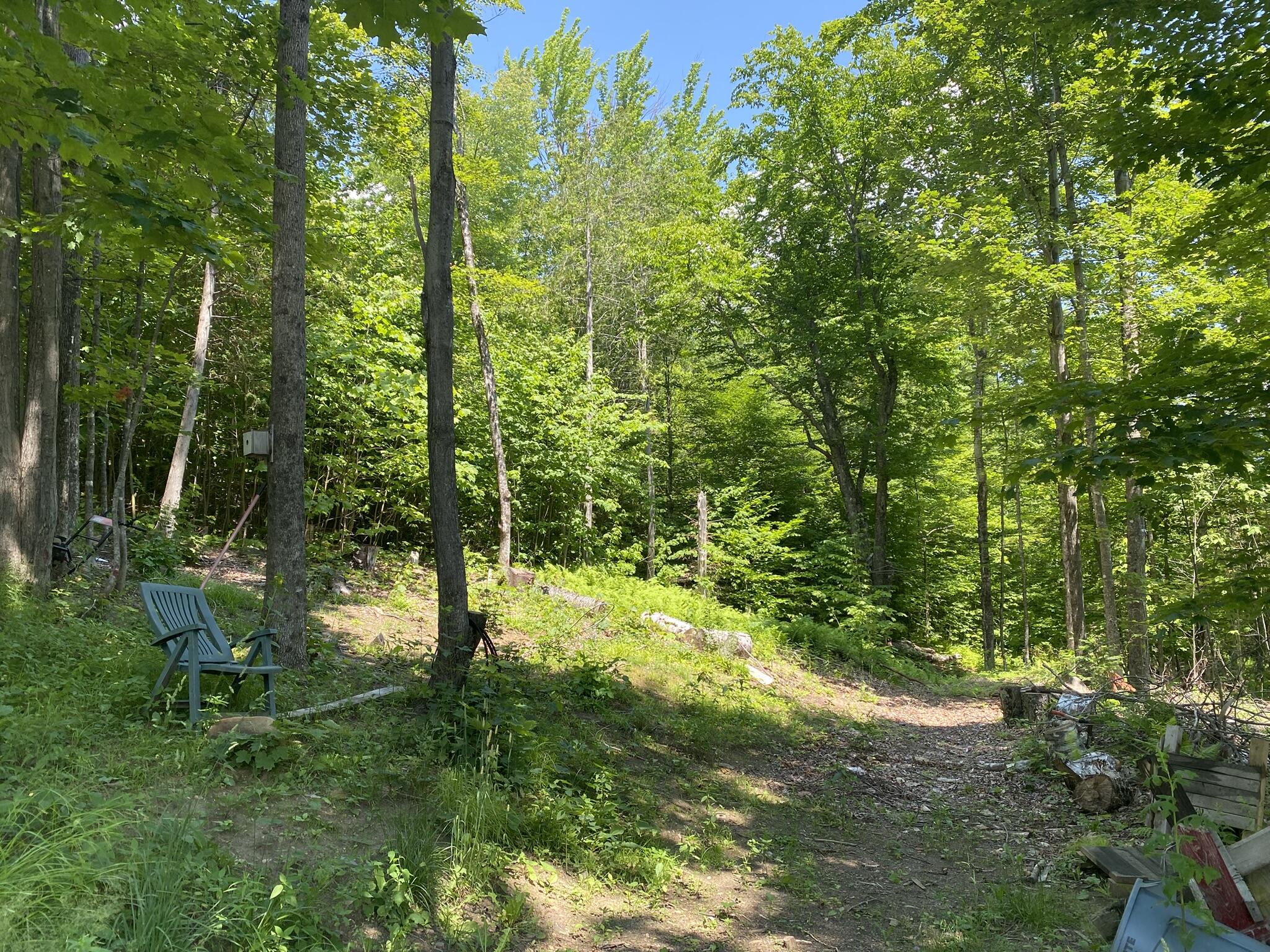 191 Weld Road Phillips, ME 04966 - Photo 22 of 24 Yard and trees