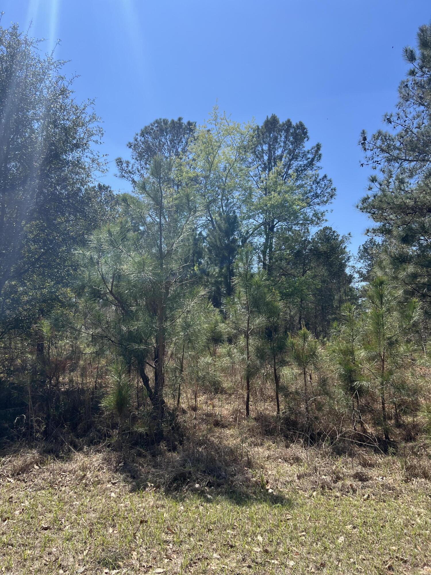 708 Kingstown Road Sardis, GA 30456 - Photo 1 of 1 IMG_3841