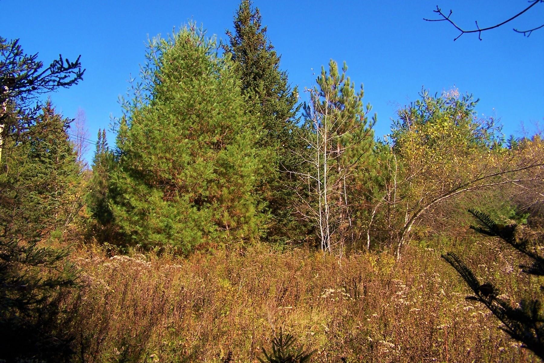 103 Pond Hill Road Wallingford, VT 05742 - Photo 3 of 16