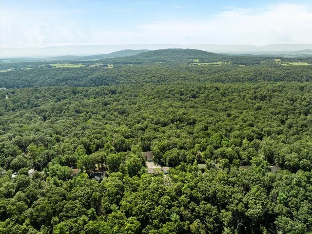 a view of a yard with plants and large trees