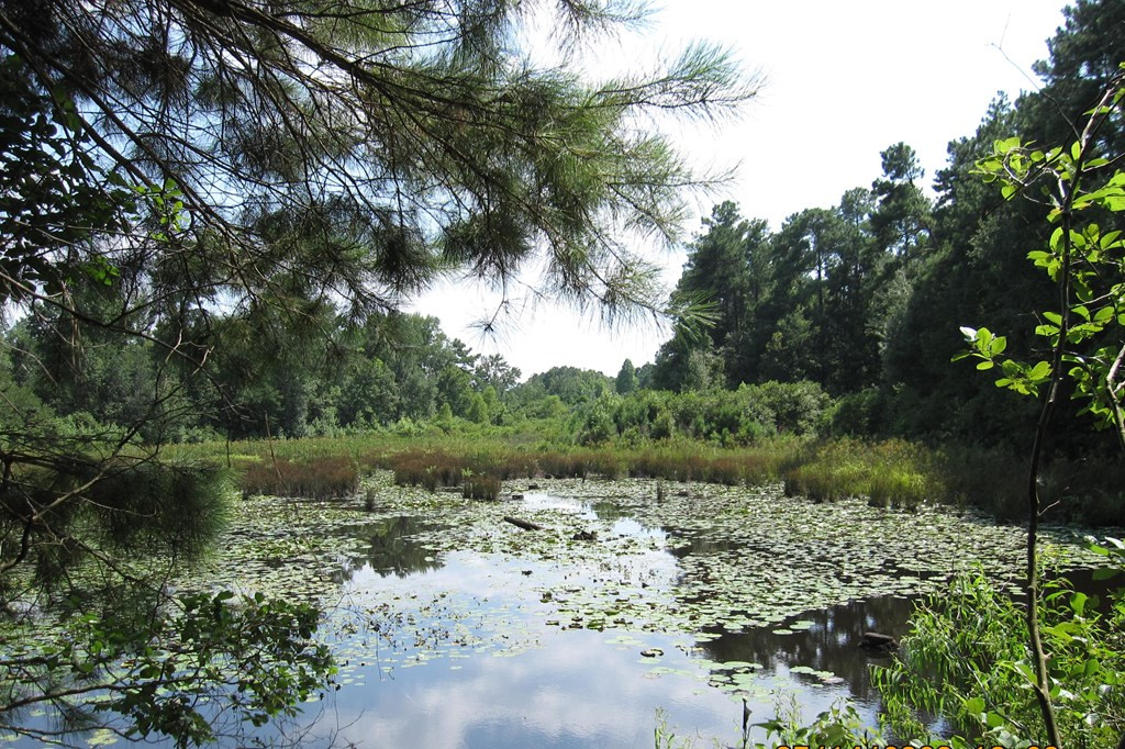 820 Norway Road Orangeburg, SC 29115 - Photo 10 of 11 Gallery Image 10