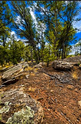 22 Magpie Road Glorieta, NM 87535 - Photo 2 of 28 Gallery Image 2