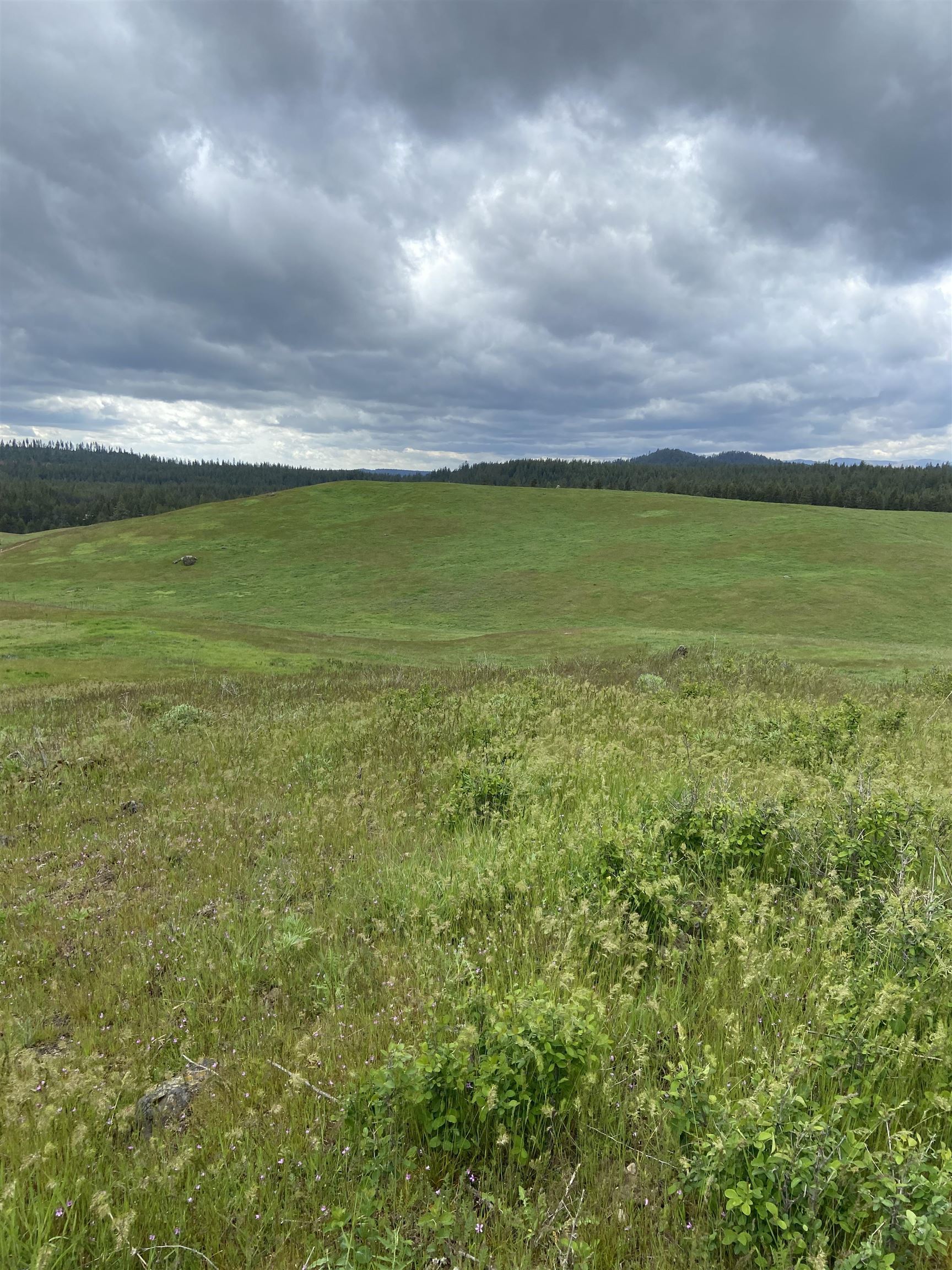 3737 East Jump Off Road, Unit LOT 5 Valley, WA 99181 - Photo 7 of 15