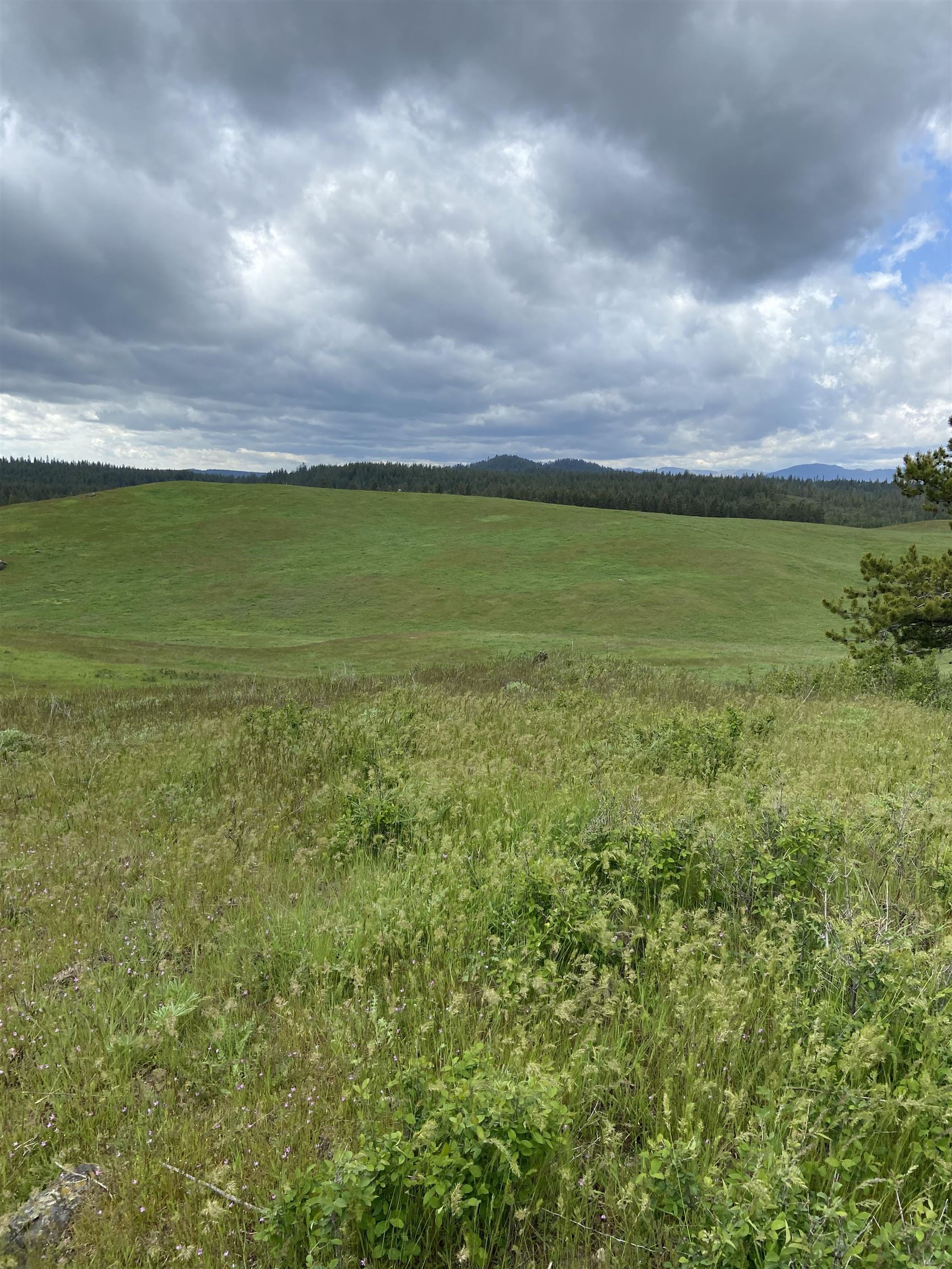 3737 East Jump Off Road, Unit LOT 5 Valley, WA 99181 - Photo 8 of 15