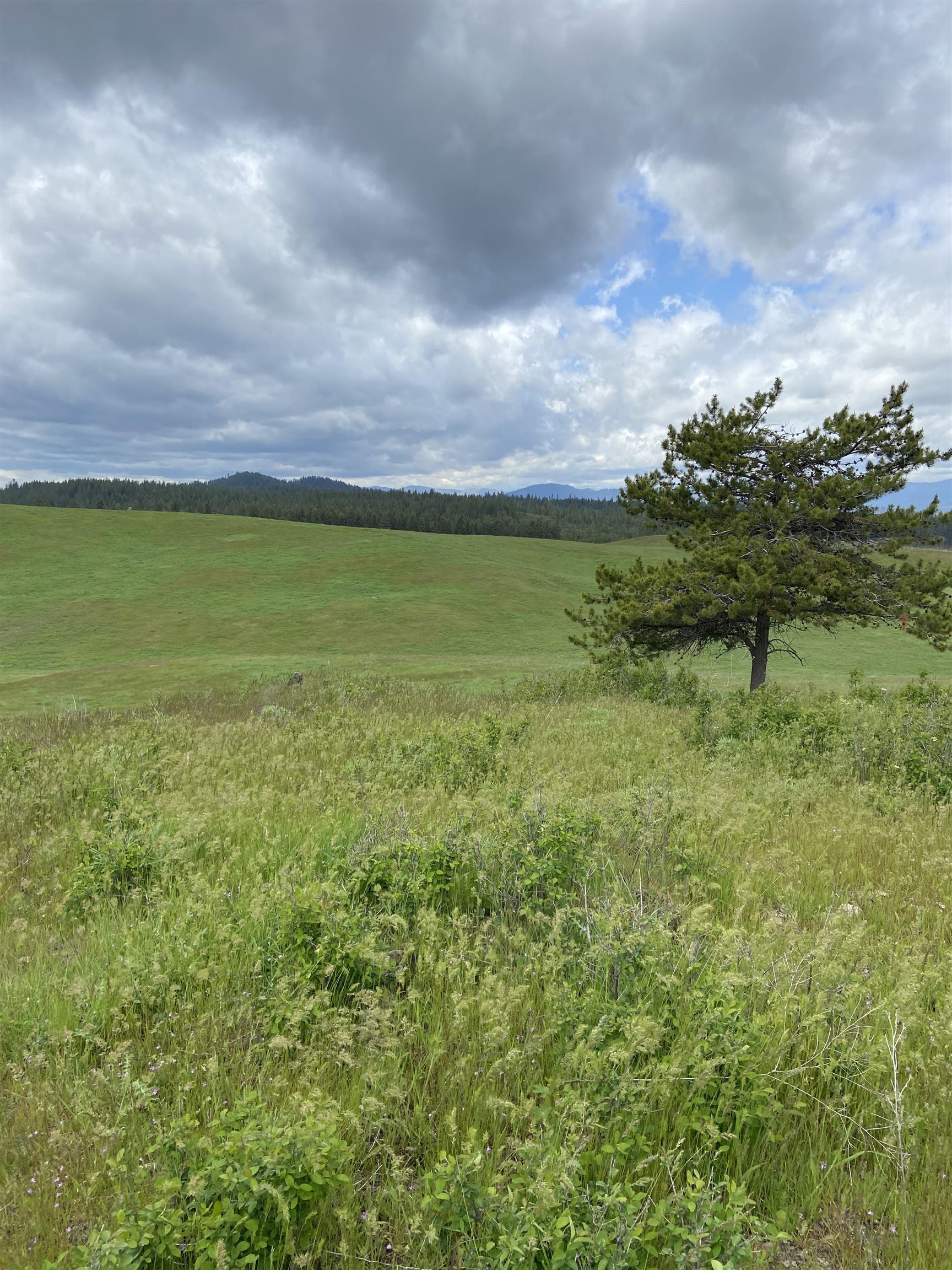 3737 East Jump Off Road, Unit LOT 5 Valley, WA 99181 - Photo 9 of 15