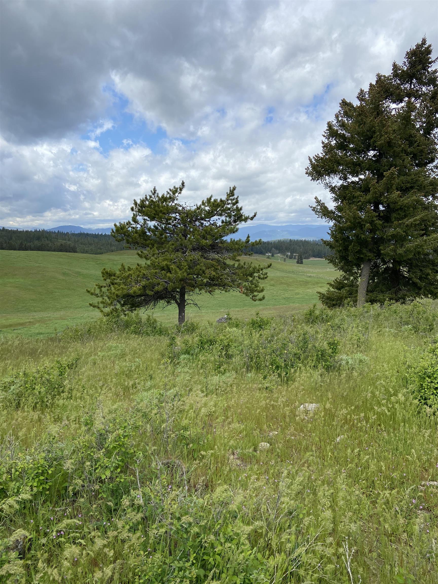 3737 East Jump Off Road, Unit LOT 5 Valley, WA 99181 - Photo 10 of 15