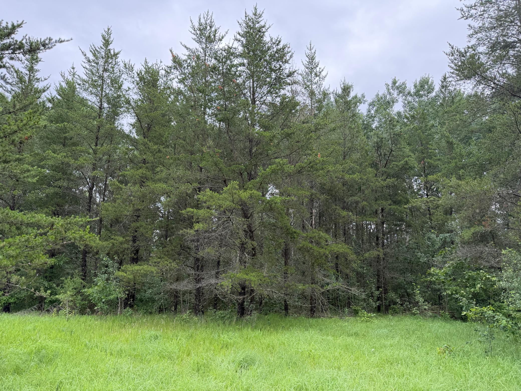 Tbd 350th Street Sebeka, MN 56477 - Photo 60 of 100