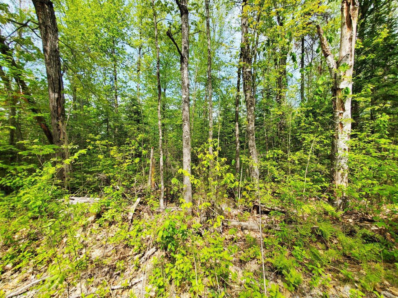 Lot 3 Maple Road Milo, ME 04463 - Photo 18 of 22 20260523_141054 adj