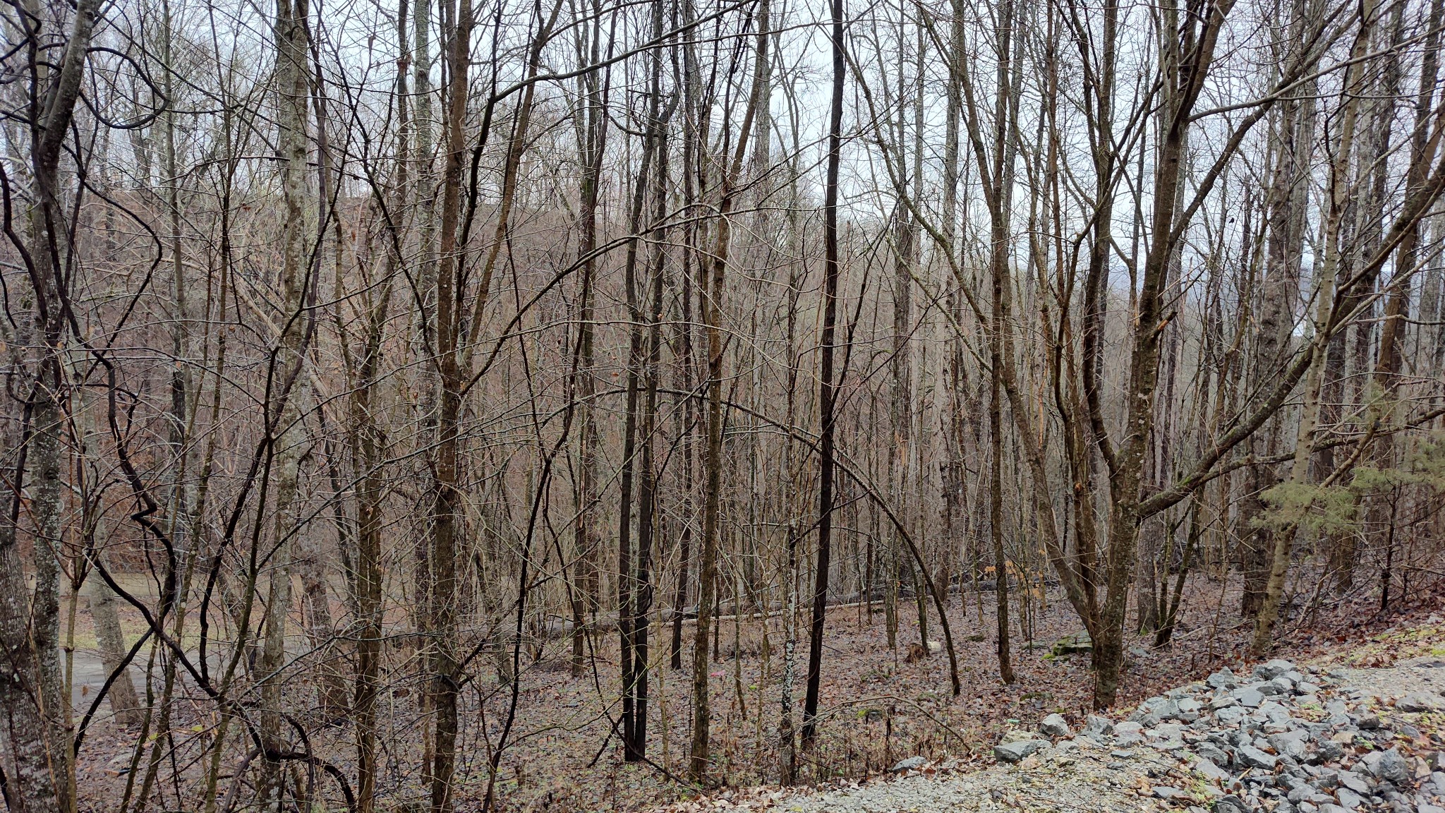 35 Bayview Drive Lancaster, TN 38569 - Photo 5 of 12