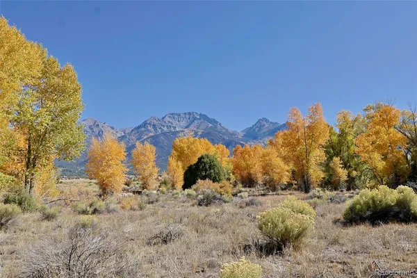 a view of a forest with trees in the background