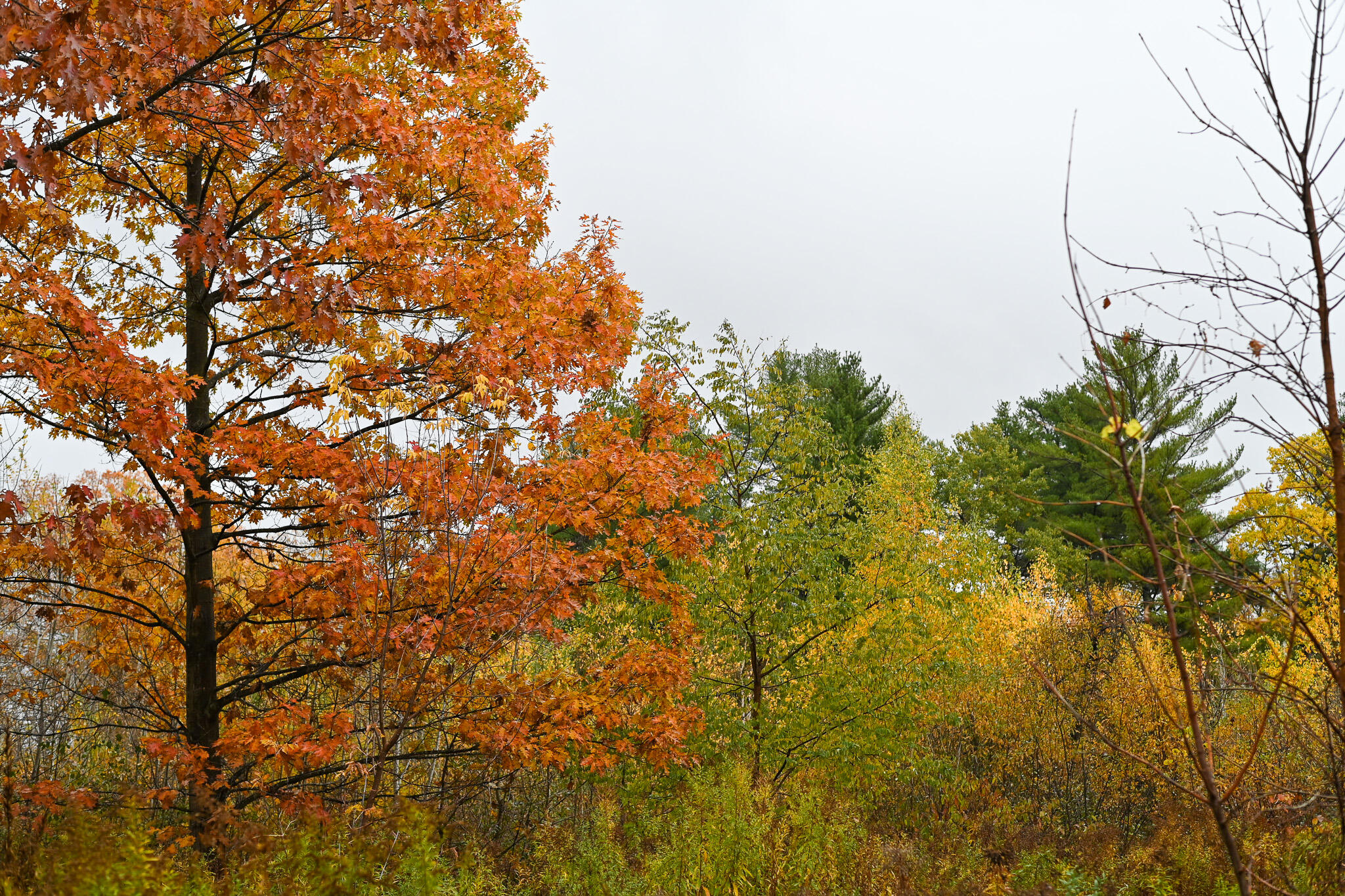 0 Stafford Road Plattsburgh, NY 12901 - Photo 3 of 14 DSC_4084