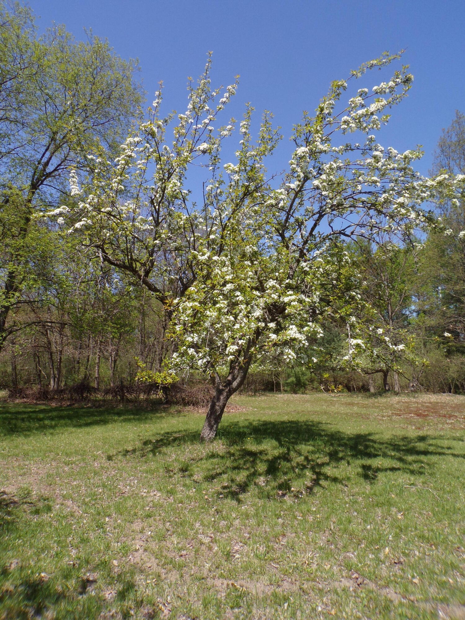 8411 Puustinen Road Kaleva, MI 49645 - Photo 44 of 58 Spring Beauty