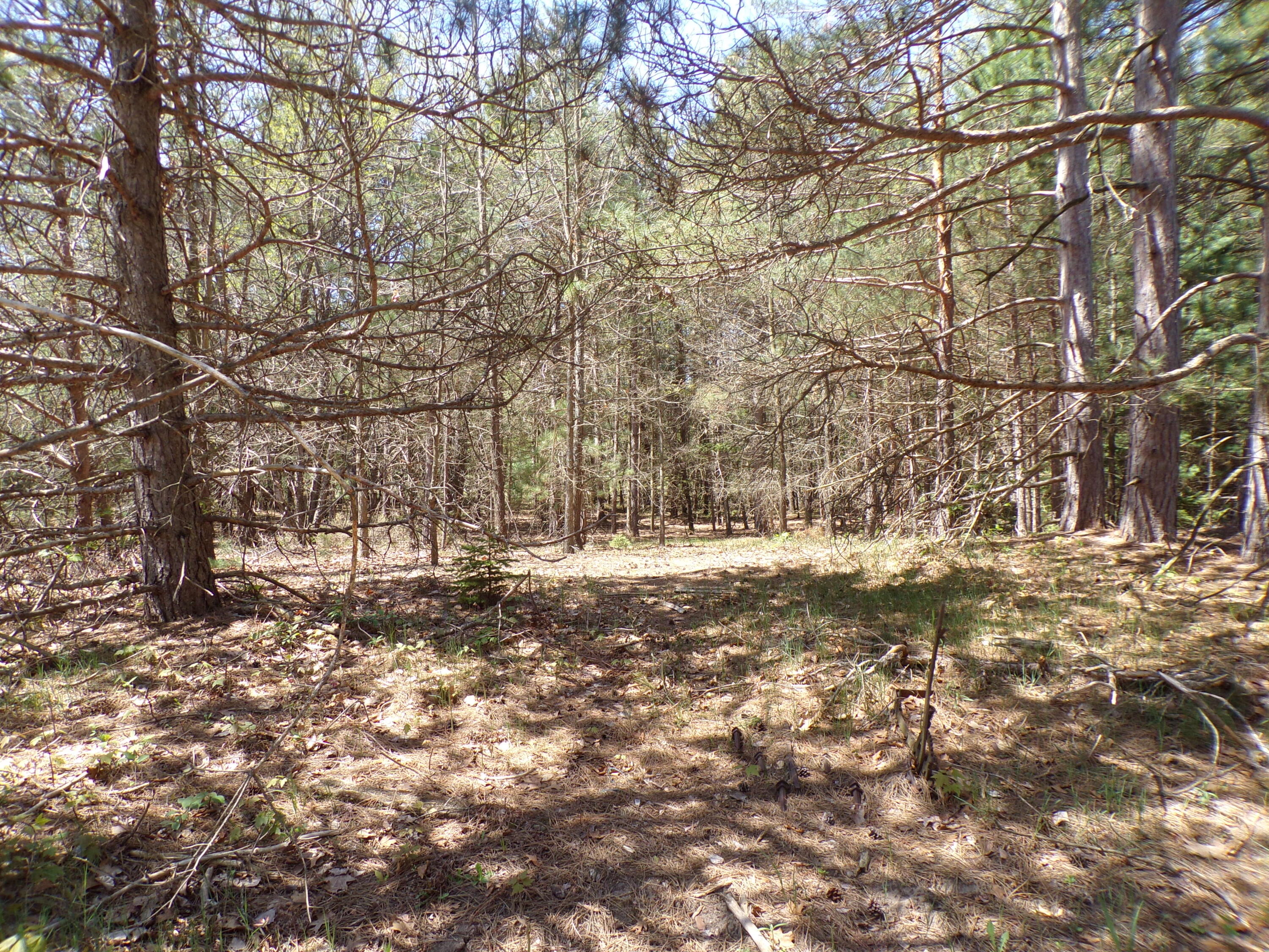 8411 Puustinen Road Kaleva, MI 49645 - Photo 50 of 58 Enjoy the Woods