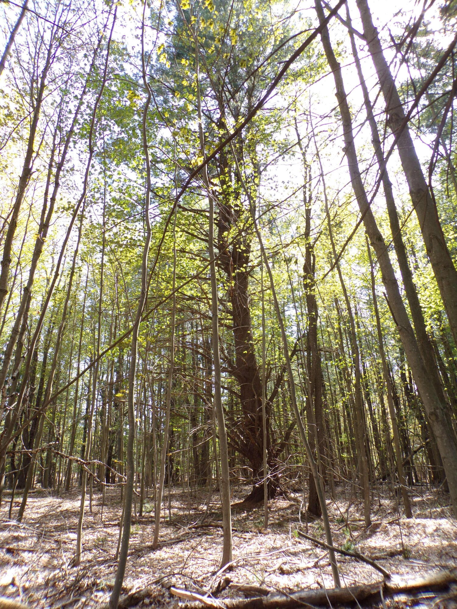 8411 Puustinen Road Kaleva, MI 49645 - Photo 54 of 58 Several Tall White Pines