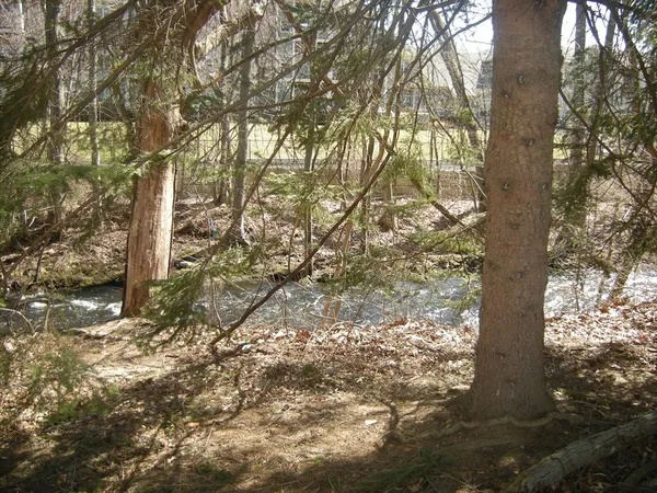 a view of a yard with large trees