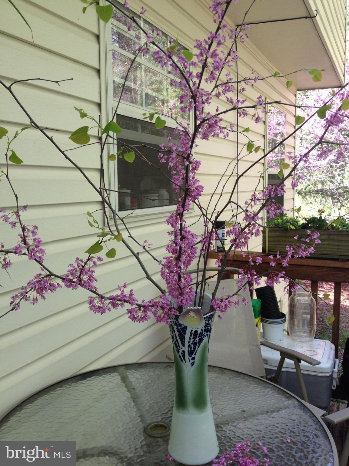 14927 Athey Road Burtonsville, MD 20866 - Photo 27 of 30 flowers from the backyard tree (summer )