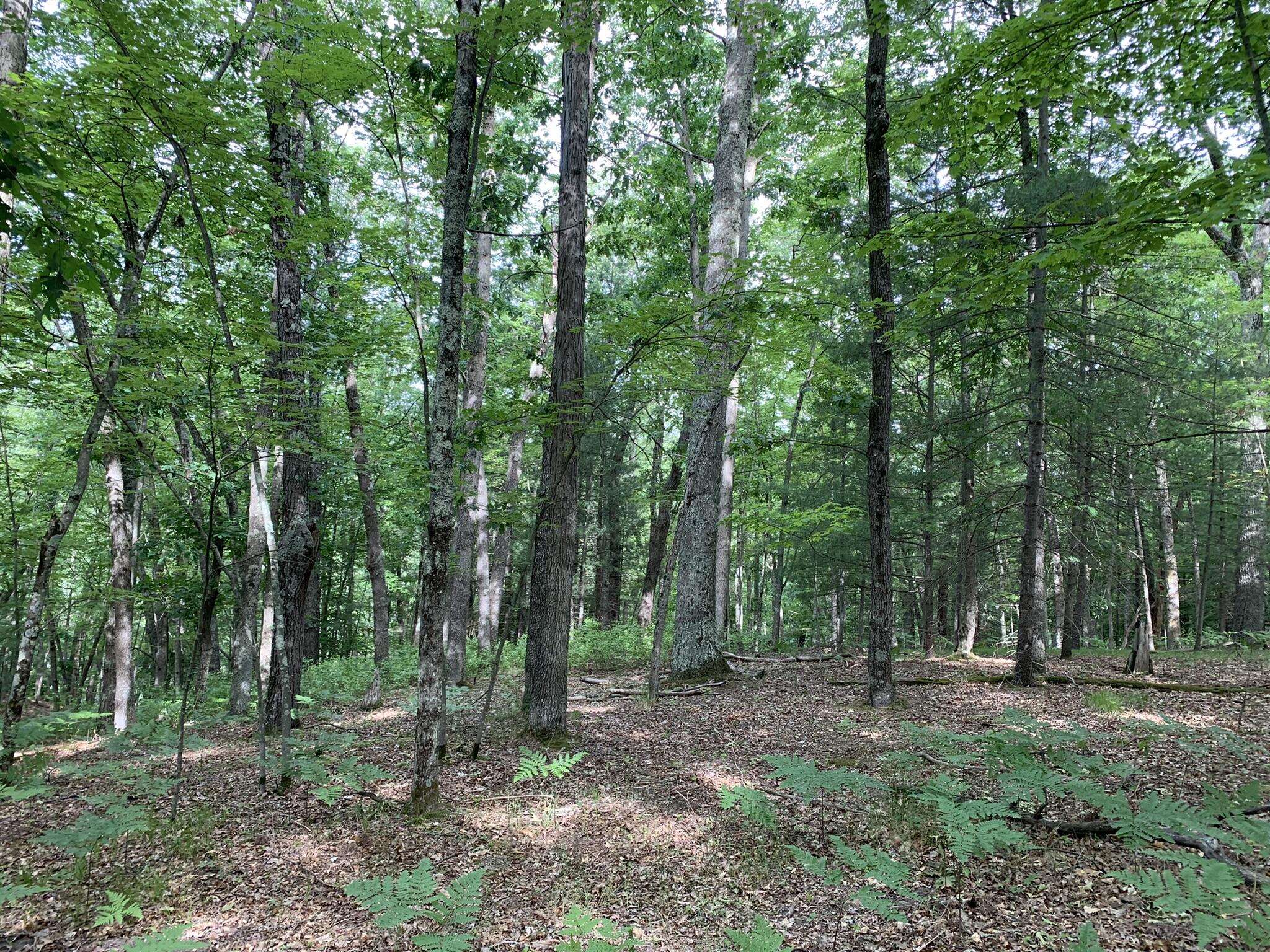 East Fox Farm Road Manistee, MI 49660 - Photo 2 of 5 IMG_2858