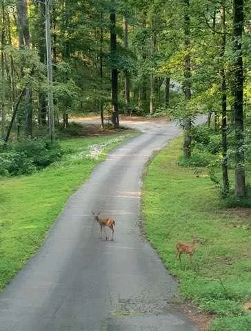 a view of a street with a yard