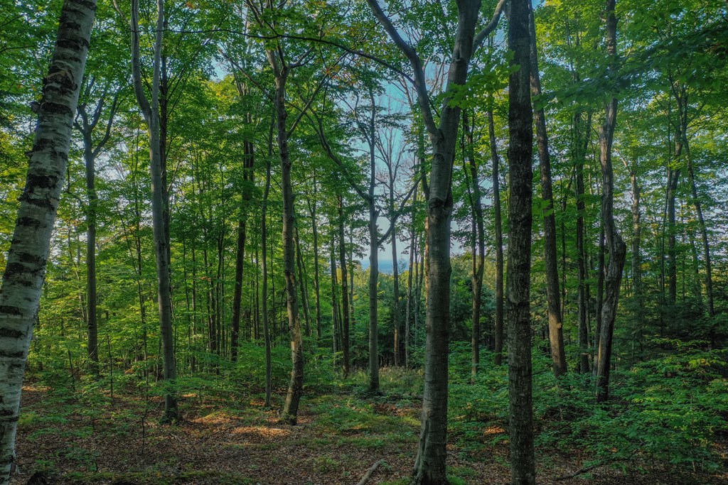 Bluff Pass Egg Harbor, WI 54209 - Photo 3 of 11