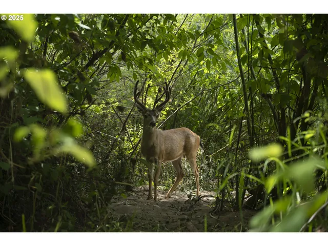 $549,000 | 485 Brown Street, Glide, OR 97443