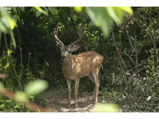 $549,000 | 485 Brown Street, Glide, OR 97443