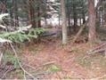 0 Cold Spring Road Stark, NH 03582 - Photo 5 of 5