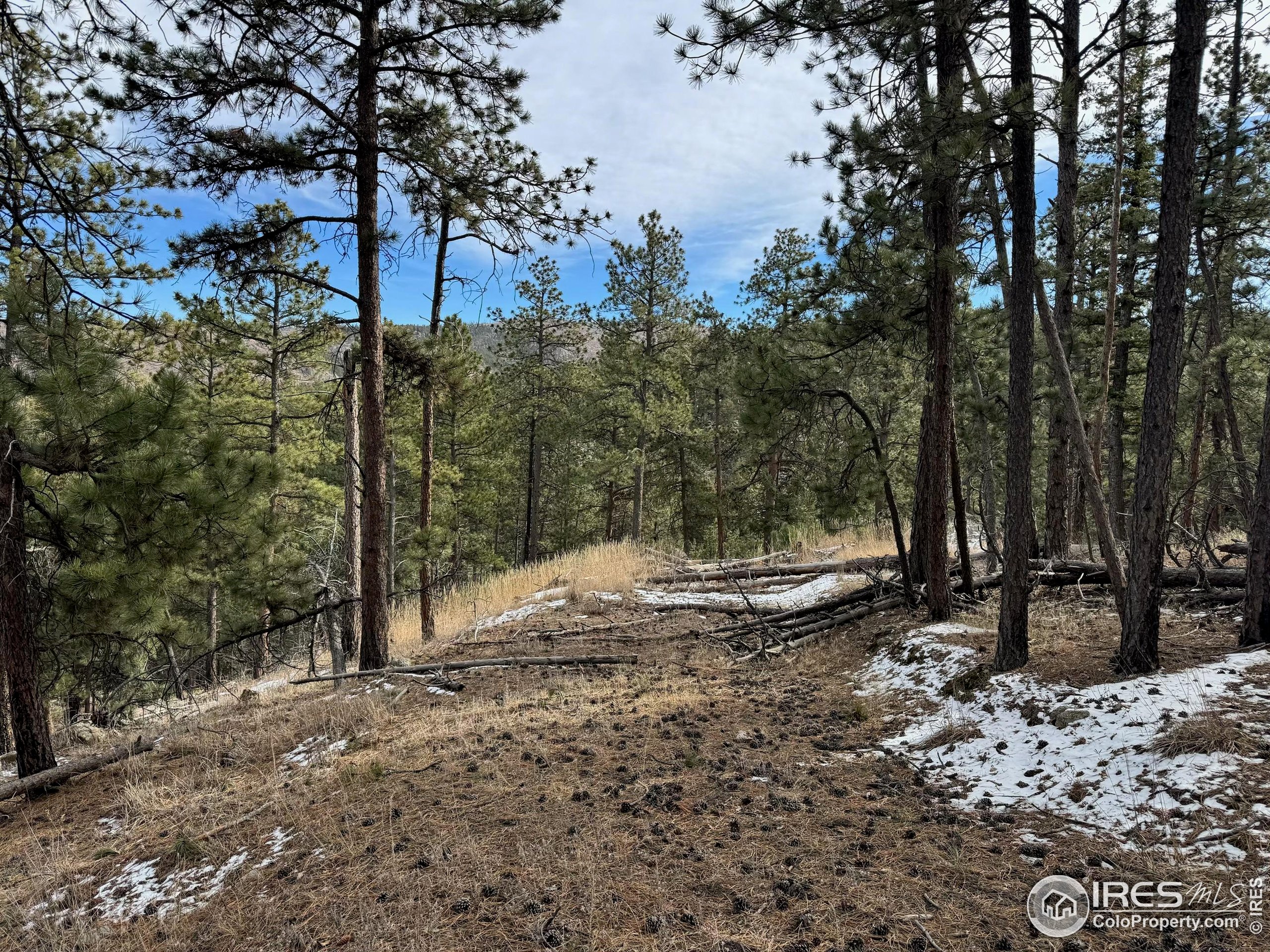 0 Davis Ranch Road Bellvue, CO 80512 - Photo 2 of 8 a view of a yard with trees