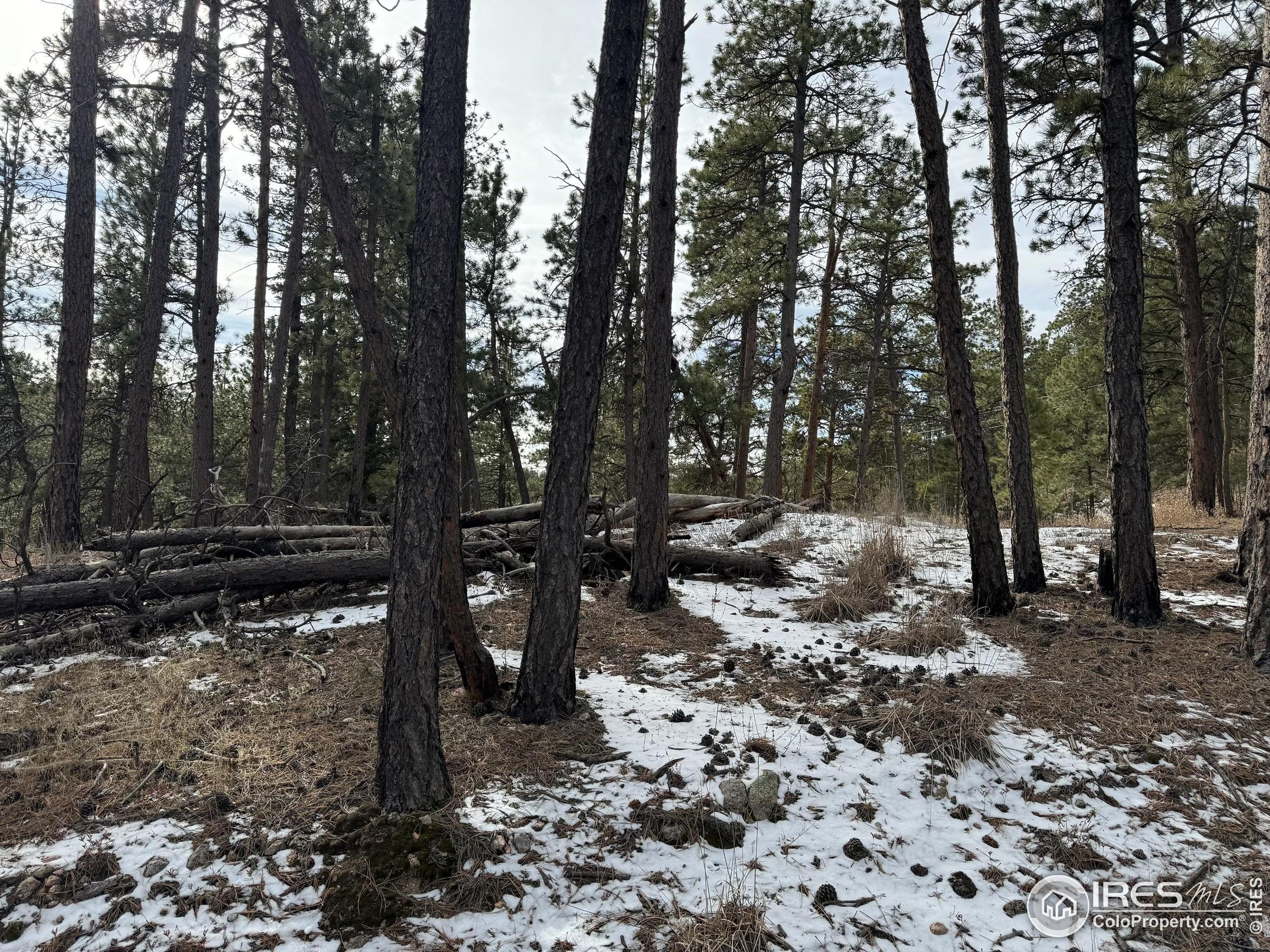 0 Davis Ranch Road Bellvue, CO 80512 - Photo 4 of 8 a view of a yard with trees