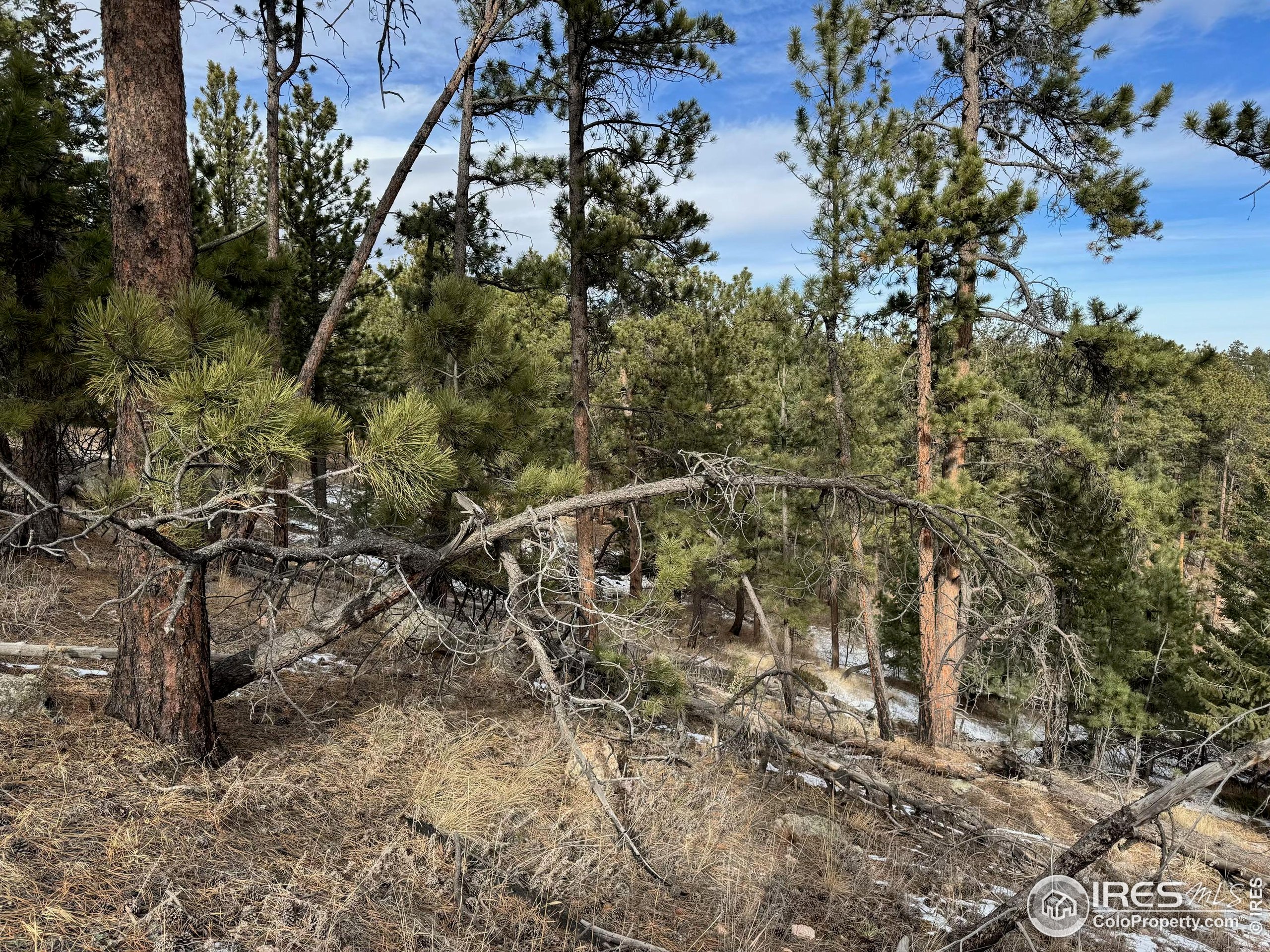 0 Davis Ranch Road Bellvue, CO 80512 - Photo 5 of 8 a view of a forest with a tree