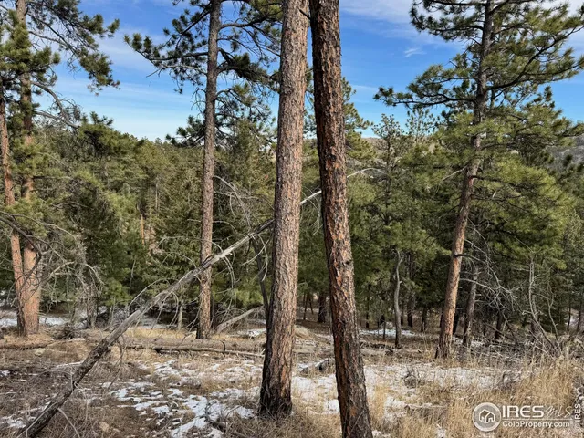 a view of a forest with trees in the background