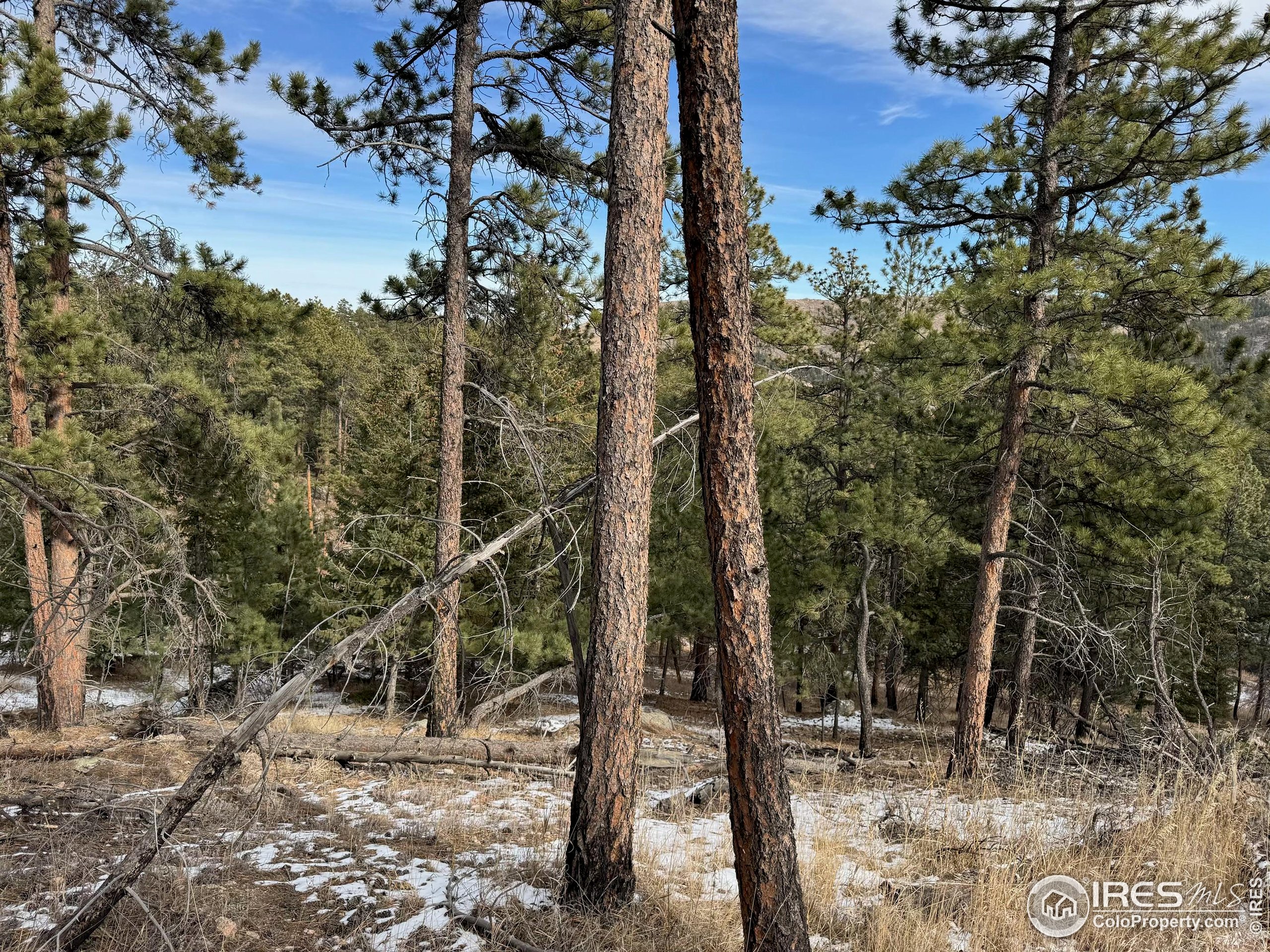 0 Davis Ranch Road Bellvue, CO 80512 - Photo 6 of 8 a view of a forest with trees