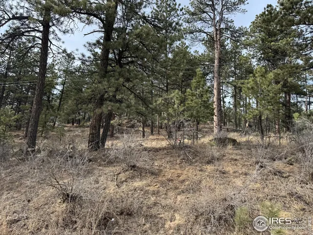 a view of a forest filled with trees