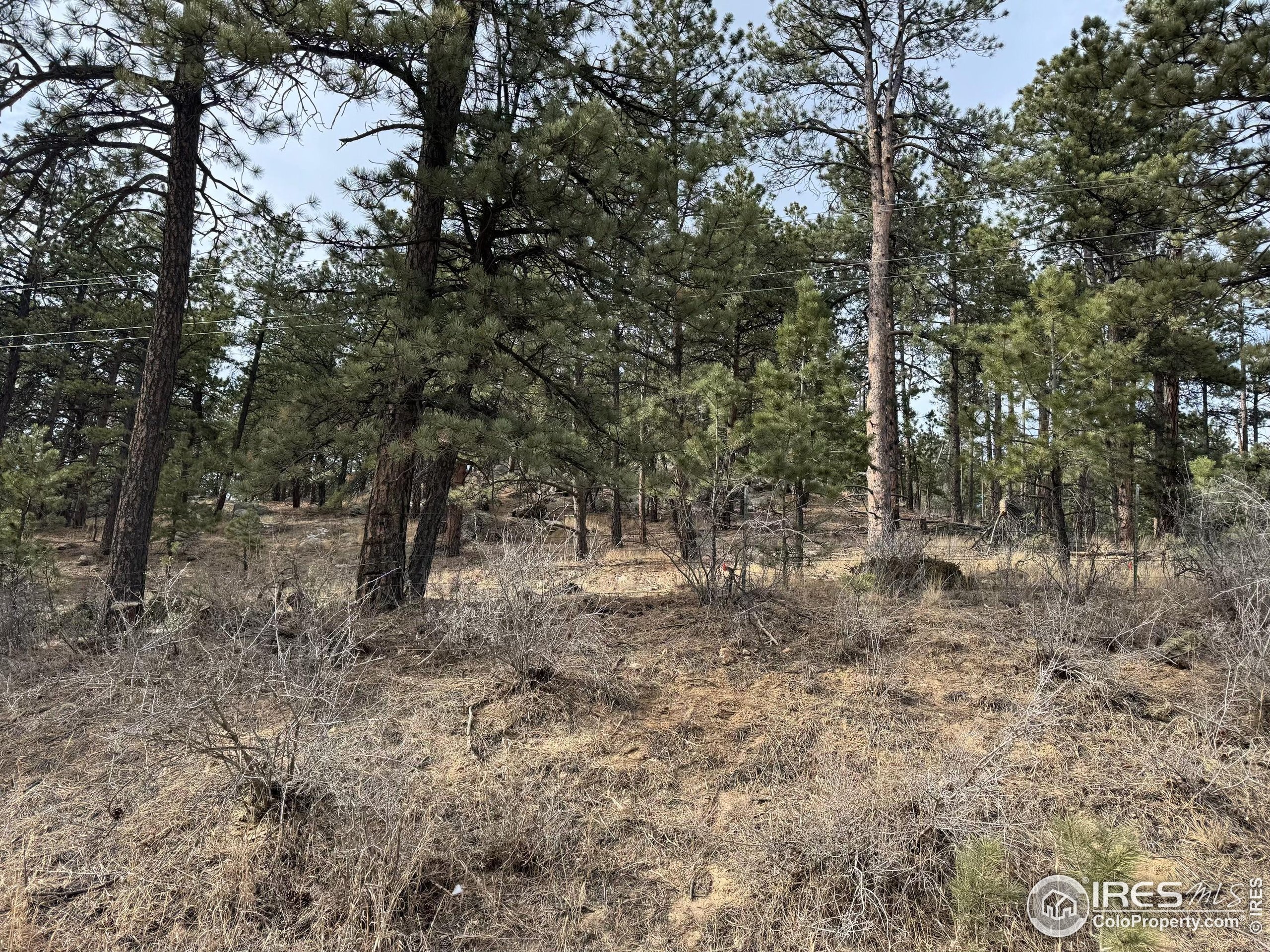 0 Davis Ranch Road Bellvue, CO 80512 - Photo 7 of 8 a view of a forest with trees in the background
