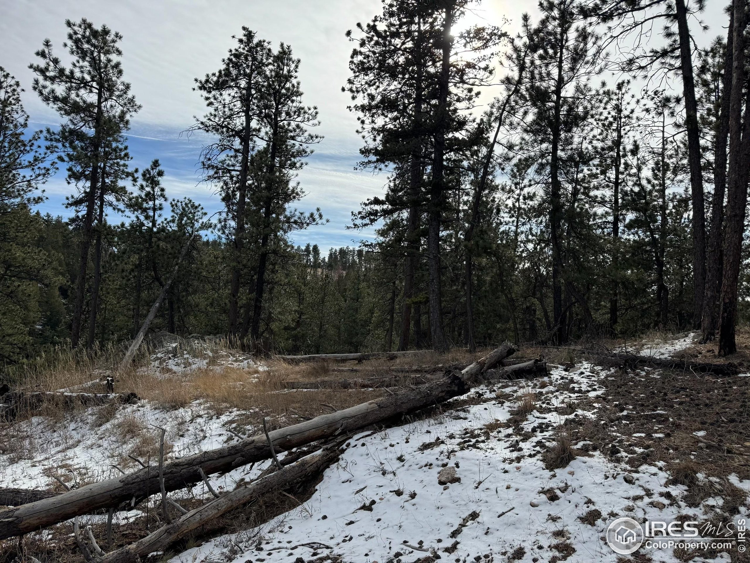 0 Davis Ranch Road Bellvue, CO 80512 - Photo 8 of 8 a view of a forest filled with trees