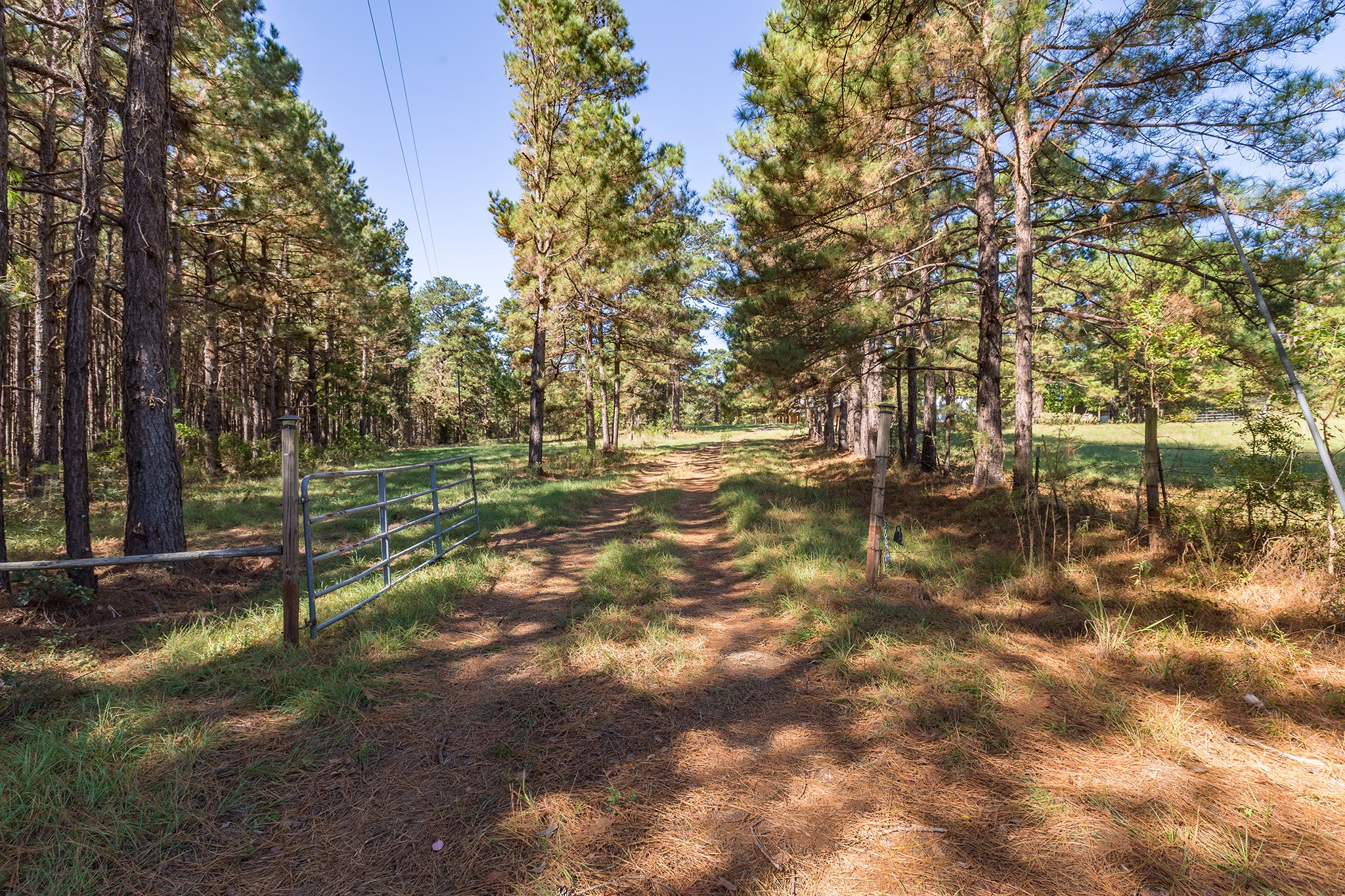 1152 Loving Road Lufkin, TX 75901 - Photo 41 of 42 a view of a yard with a tree