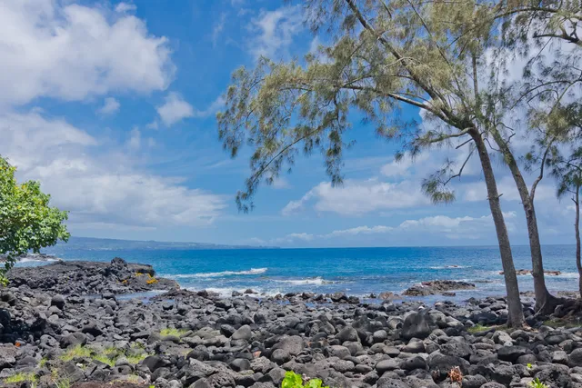a view of a forest with a yard