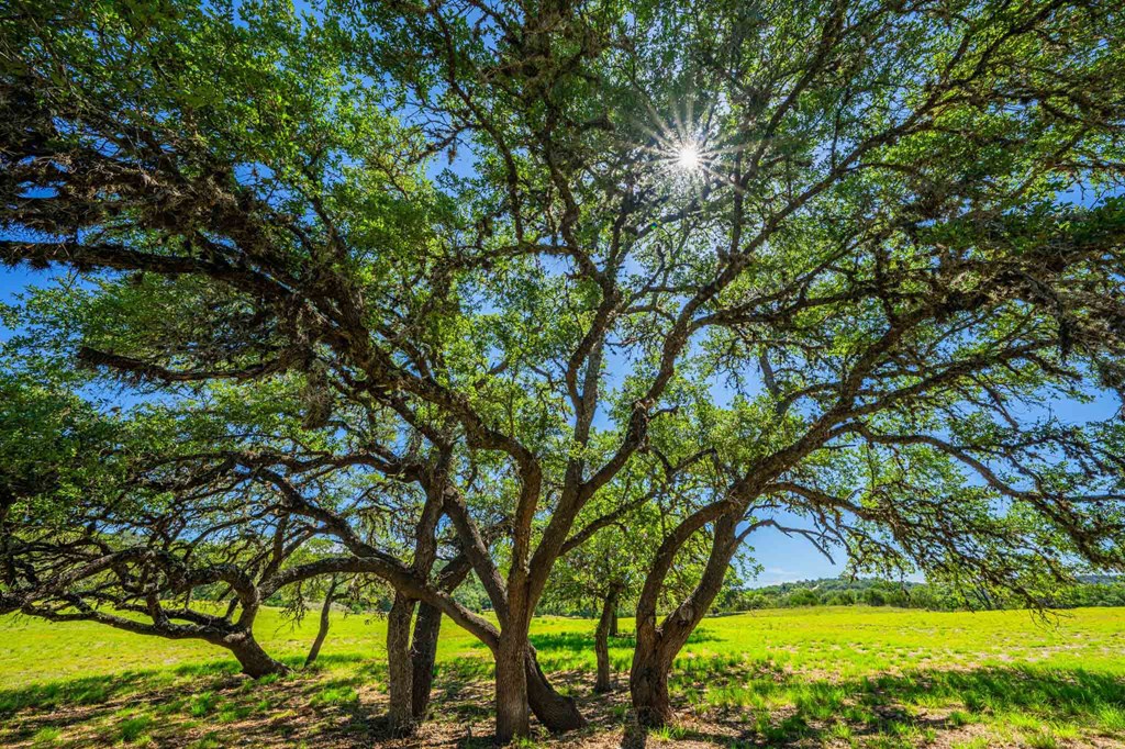 161 Flach Rnch Road Comfort, TX 78013 - Photo 64 of 69