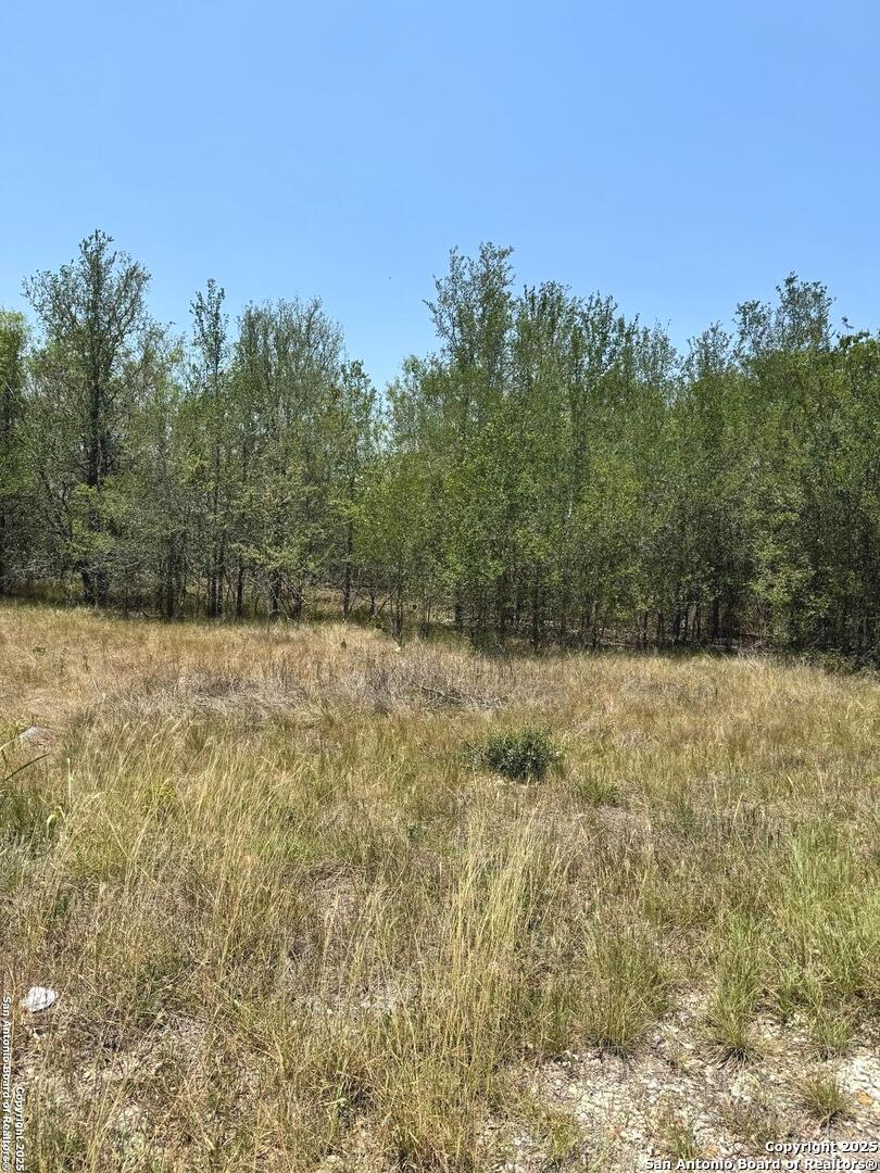 a view of a yard with trees