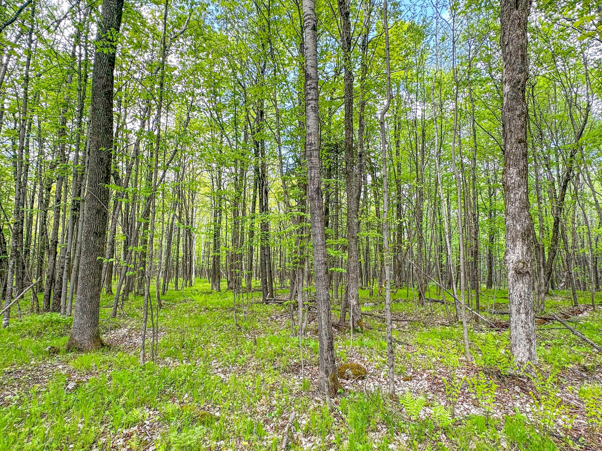 N7573 East Dover Road Phillips, WI 54555 - Photo 7 of 99 Gallery Image 7