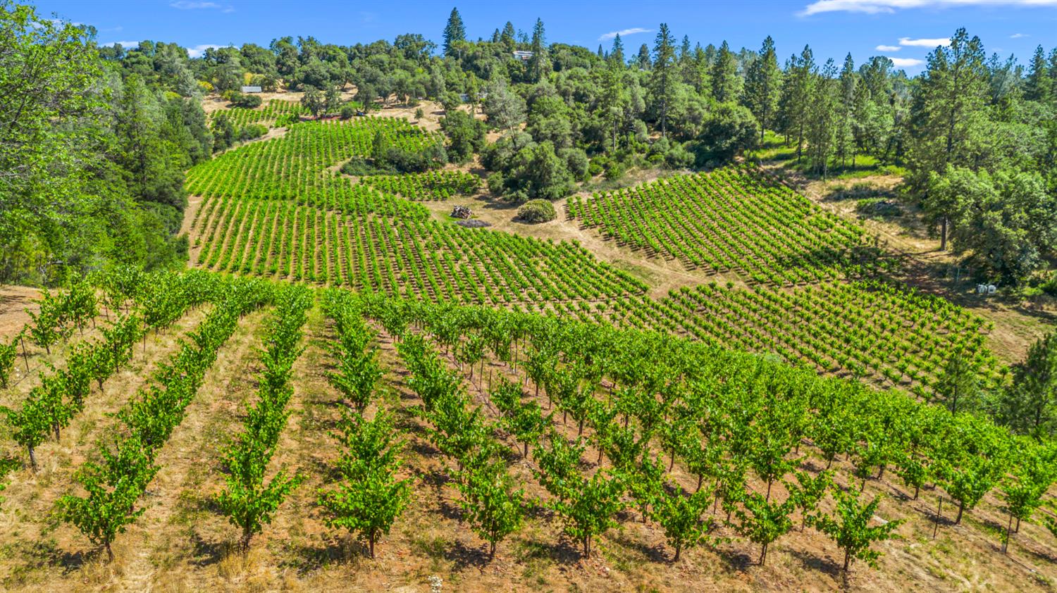 9425 Mosquito Road Placerville, CA 95667 - Photo 14 of 74 a view of a garden