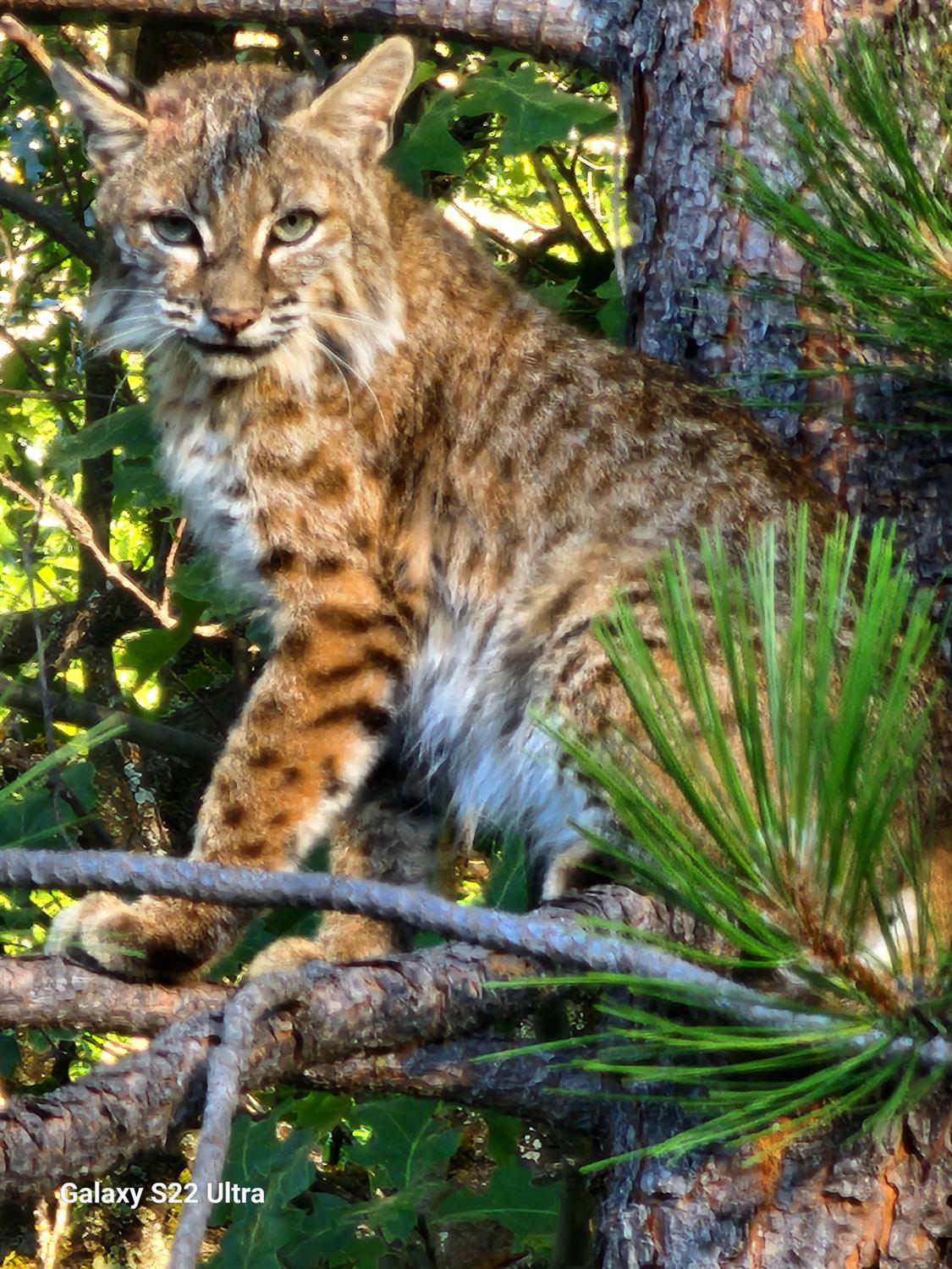 9425 Mosquito Road Placerville, CA 95667 - Photo 65 of 74