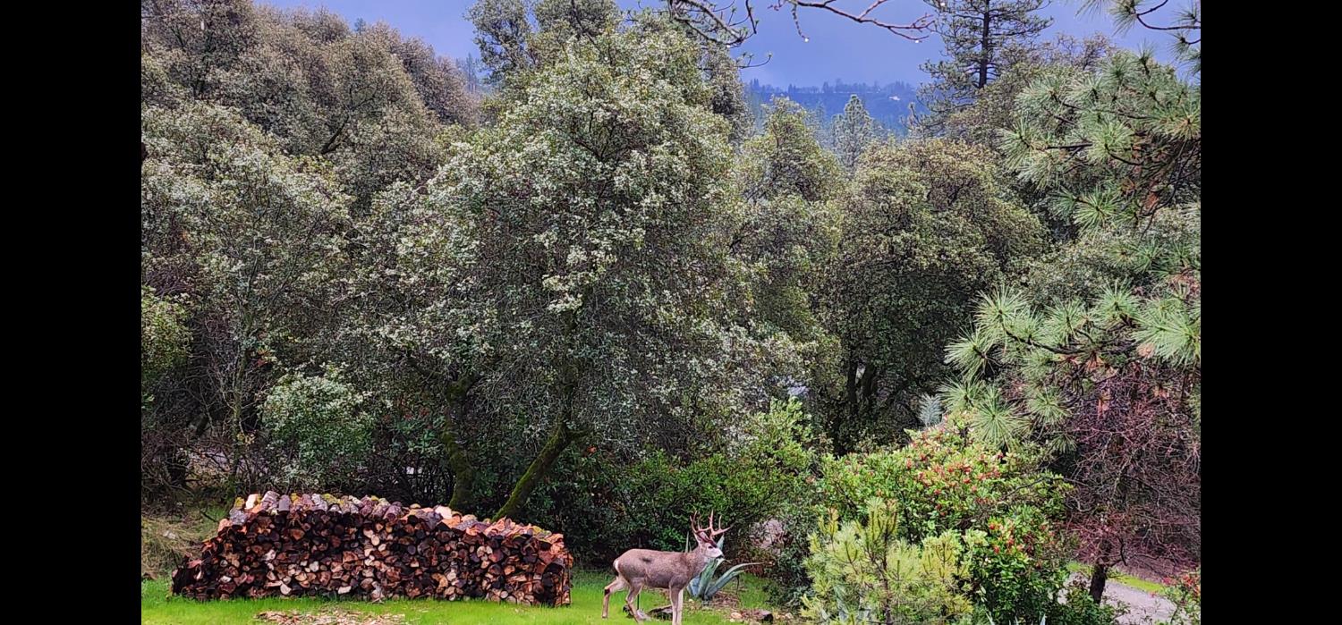 9425 Mosquito Road Placerville, CA 95667 - Photo 71 of 74