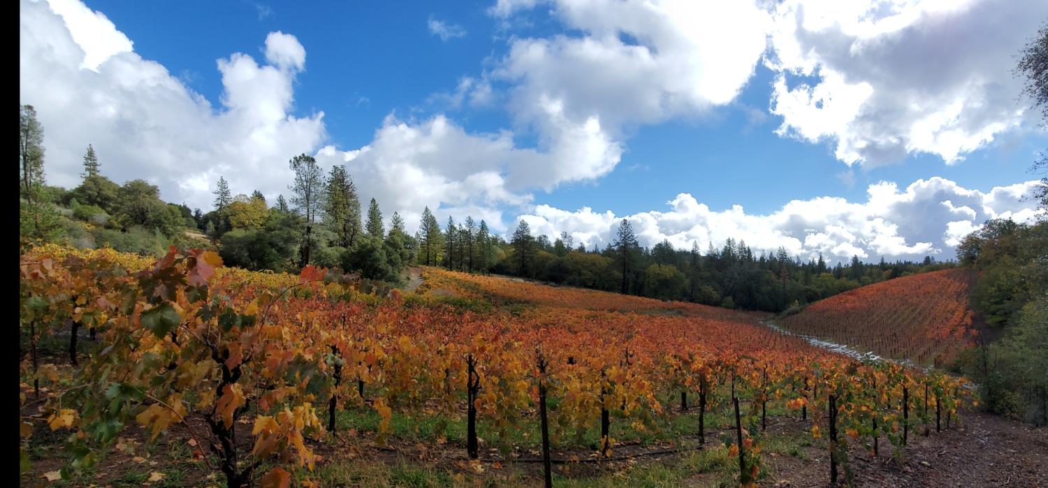 9425 Mosquito Road Placerville, CA 95667 - Photo 9 of 74 a view of a big yard of the house and outdoor space