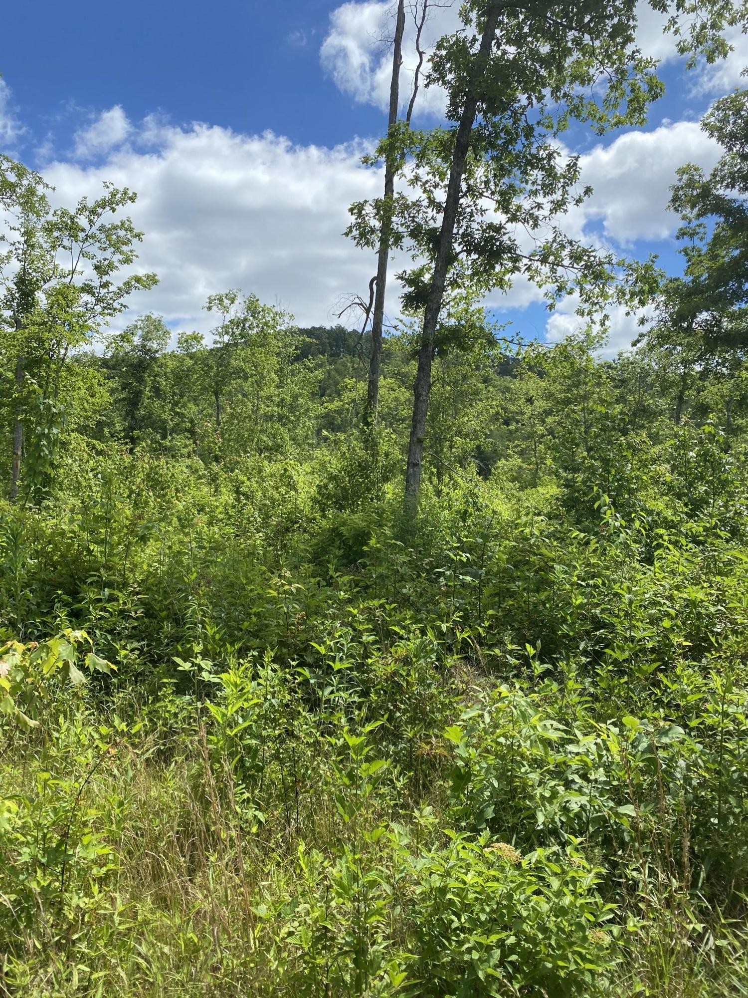 0 Tract 10 Mt View Road Robbins, TN 37852 - Photo 6 of 8 Gallery Image 6