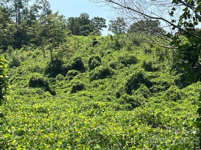 0 Green Street Rutherfordton, NC 28139 - Photo 3 of 4 a view of a lush green forest with lots of trees