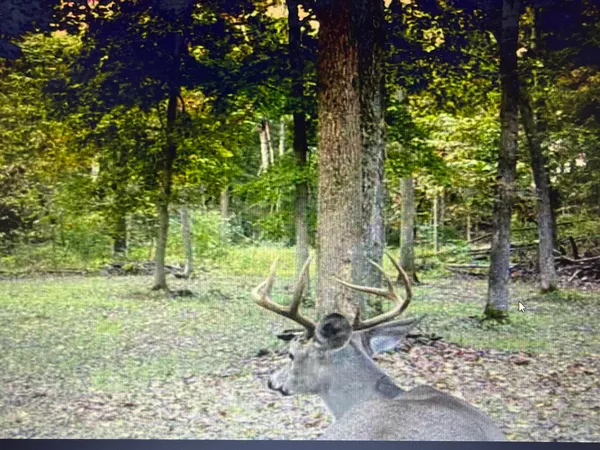 a view of a garden with plants and flowers
