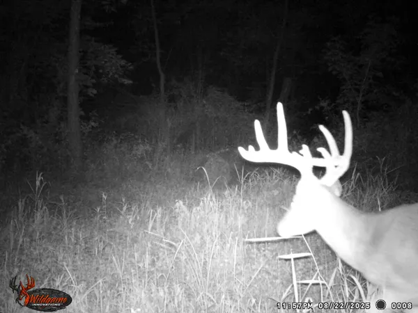 a view of a lush green forest