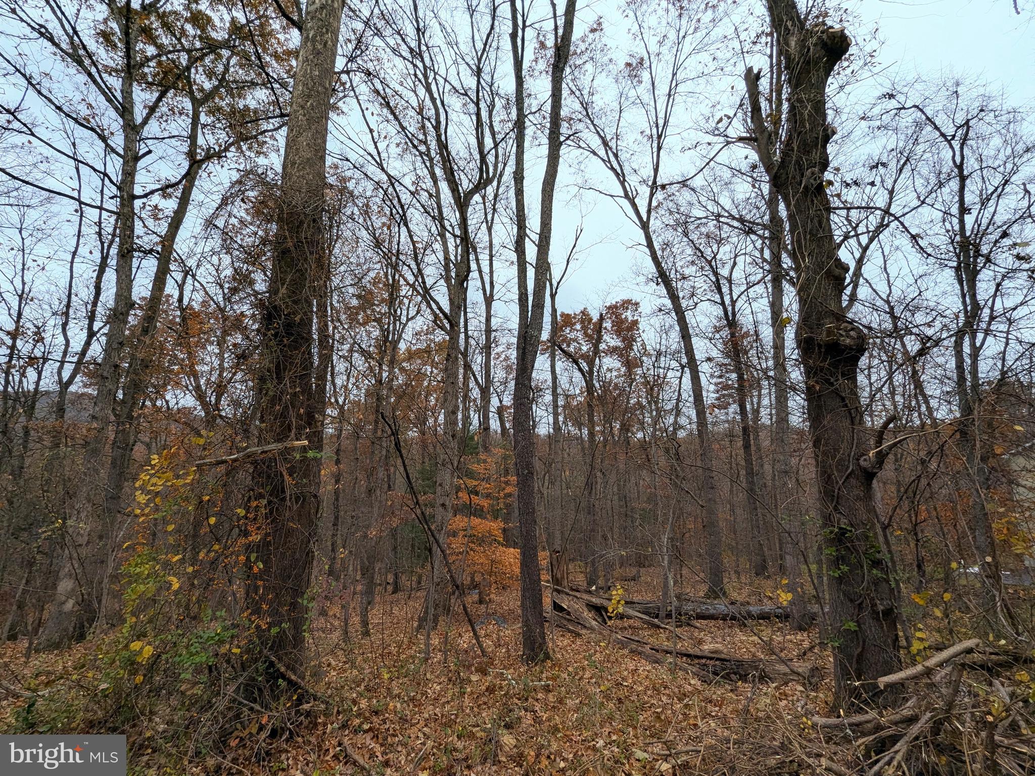 Grimes Golden Road Linden, VA 22642 - Photo 2 of 2