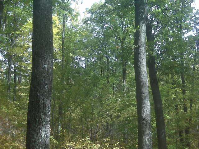 Lot 61 Pine Grove Drive Rhinelander, WI 54501 - Photo 6 of 10 Gallery Image 6