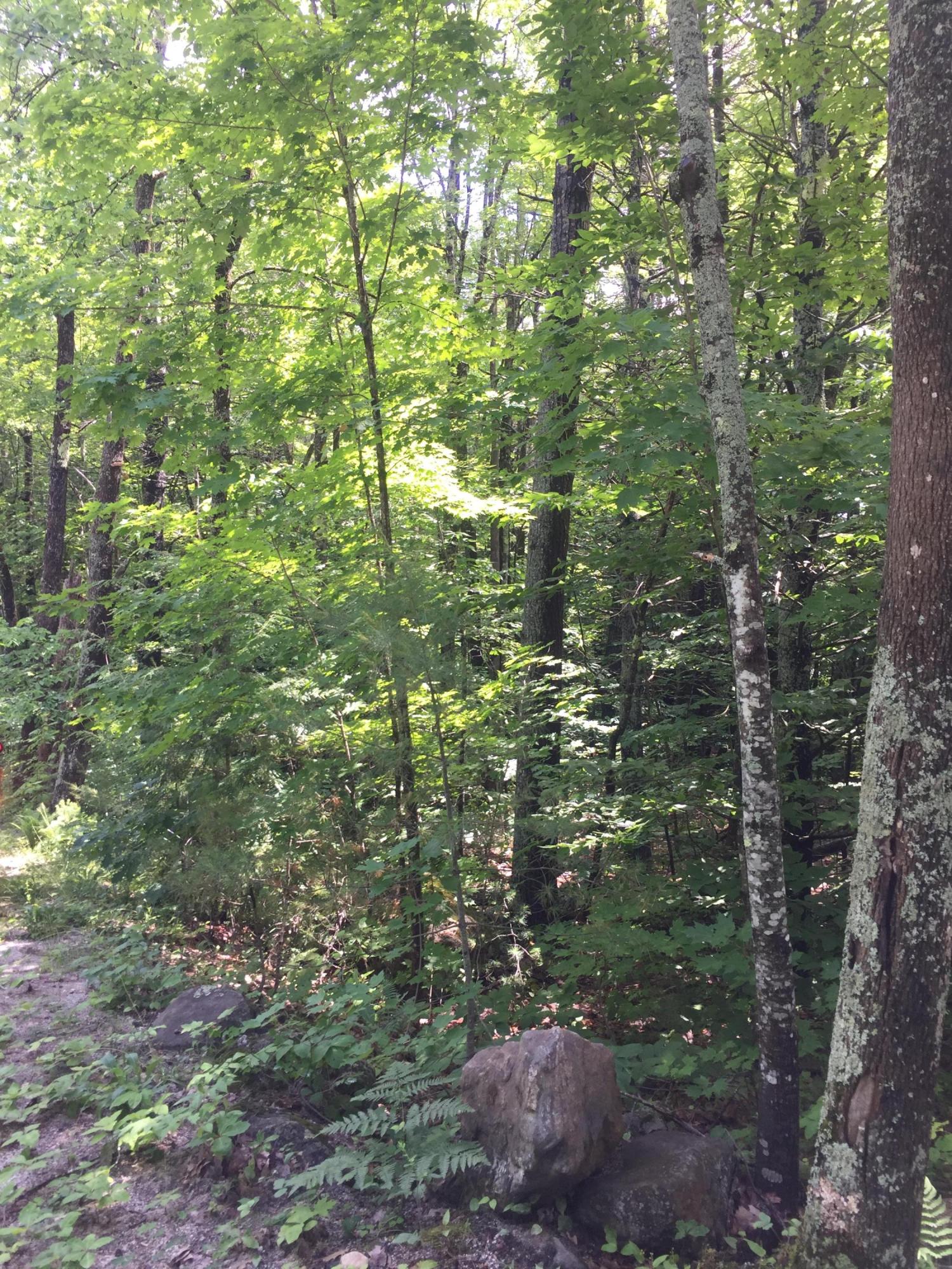 0 Doles Ridge Road Limerick, ME 04048 - Photo 5 of 7 DDC13F10-0695-40B3-AFAE-CA3CFB39A867
